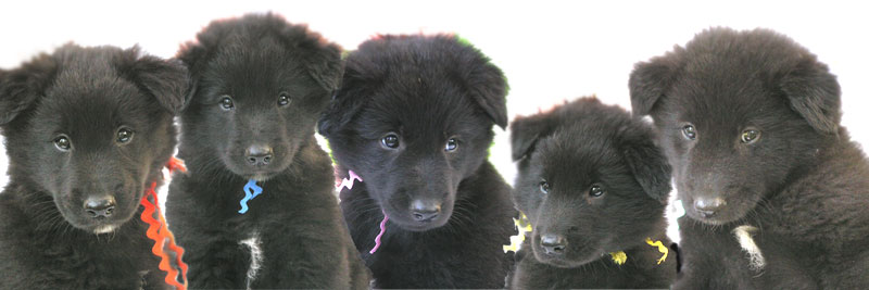 Puppies